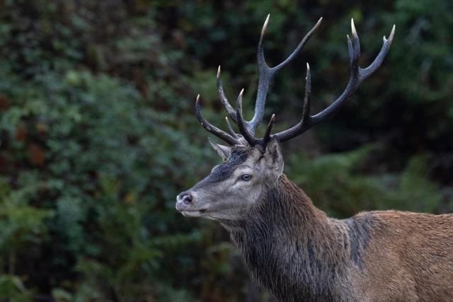 This photograph shows a male red deer during the buck rutting call season in the Chambord Forest on October 2, 2026 (Photo by Alain JOCARD / AFP)