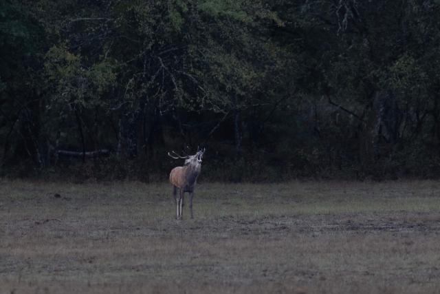 This photograph shows a male red deer making a call during the buck rutting call season in the Chambord Forest on October 2, 2026 (Photo by Alain JOCARD / AFP)