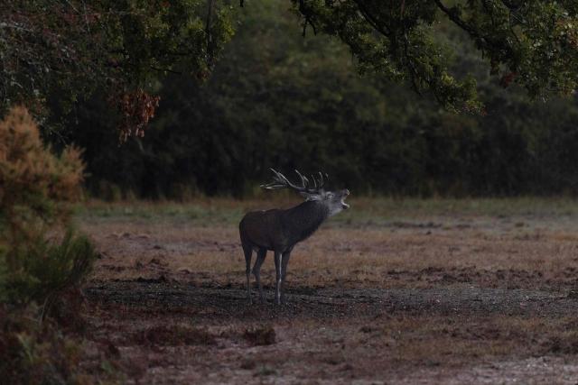 This photograph shows a male red deer making a call during the buck rutting call season in the Chambord Forest on October 2, 2026 (Photo by Alain JOCARD / AFP)
