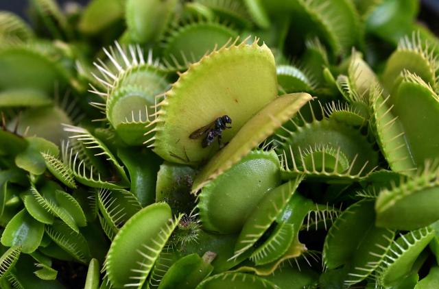 An insect is trapped inside a carnivorous Venus flytrap plant (Dionaea muscipula) during the 7th Carnivorous Plant Exhibition at the Bogota Botanical Garden in Bogota on October 1, 2026. (Photo by Raul ARBOLEDA / AFP)