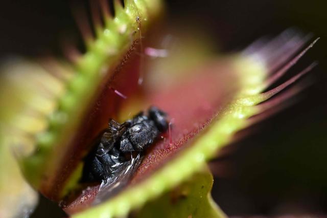 An insect is trapped inside a carnivorous Venus flytrap plant (Dionaea muscipula) during the 7th Carnivorous Plant Exhibition at the Bogota Botanical Garden in Bogota on October 1, 2026. (Photo by Raul ARBOLEDA / AFP)