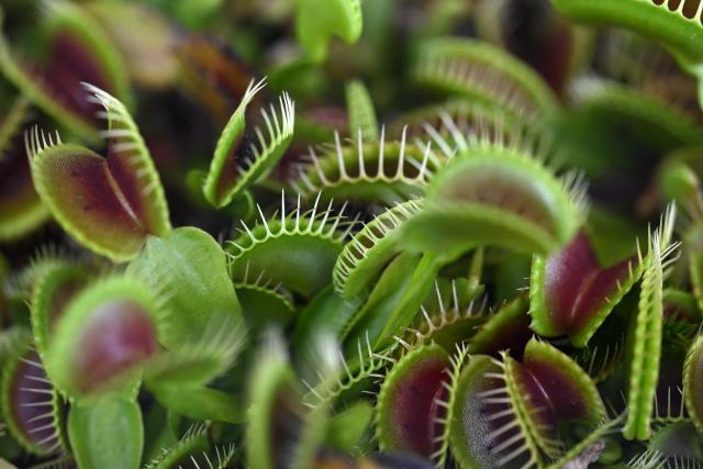 Carnivorous Venus flytrap plants (Dionaea muscipula) are displayed during the 7th Carnivorous Plant Exhibition at the Bogota Botanical Garden in Bogota on October 1, 2026. (Photo by Raul ARBOLEDA / AFP)