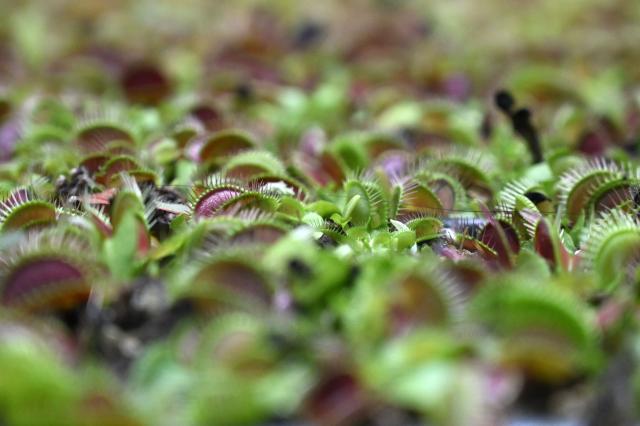 Carnivorous Venus flytrap plants (Dionaea muscipula) are displayed during the 7th Carnivorous Plant Exhibition at the Bogota Botanical Garden in Bogota on October 1, 2026. (Photo by Raul ARBOLEDA / AFP)