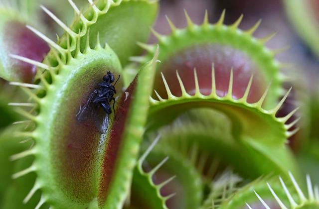 An insect is trapped inside a carnivorous Venus flytrap plant (Dionaea muscipula) during the 7th Carnivorous Plant Exhibition at the Bogota Botanical Garden in Bogota on October 1, 2026. (Photo by Raul ARBOLEDA / AFP)