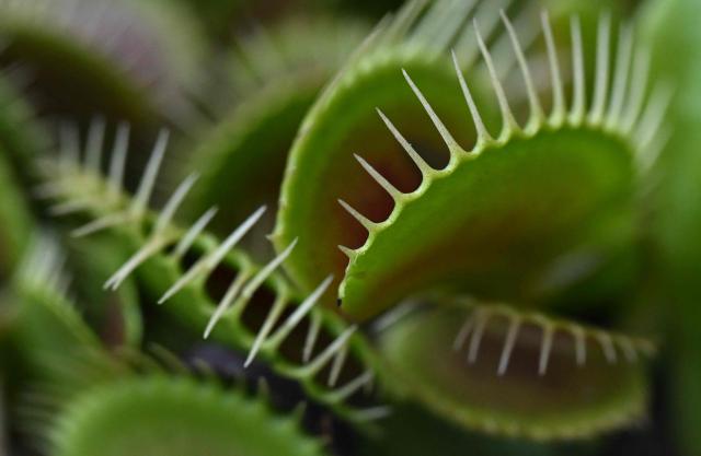 Carnivorous Venus flytrap plants (Dionaea muscipula) are displayed during the 7th Carnivorous Plant Exhibition at the Bogota Botanical Garden in Bogota on October 1, 2026. (Photo by Raul ARBOLEDA / AFP)