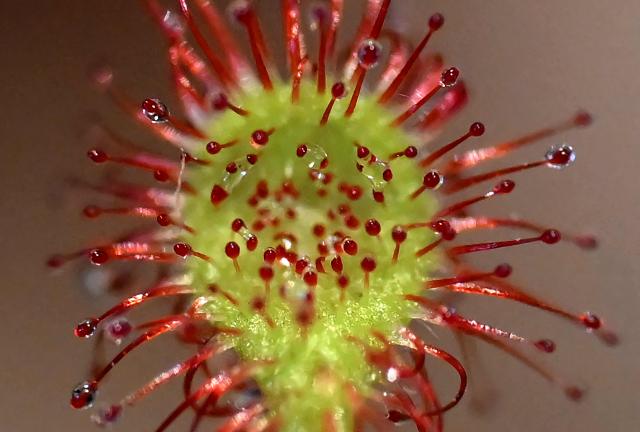 A carnivorous plant of the genus Drosera is on display during the 7th Carnivorous Plant Exhibition at the Bogota Botanical Garden in Bogota on October 1, 2026. (Photo by Raul ARBOLEDA / AFP)