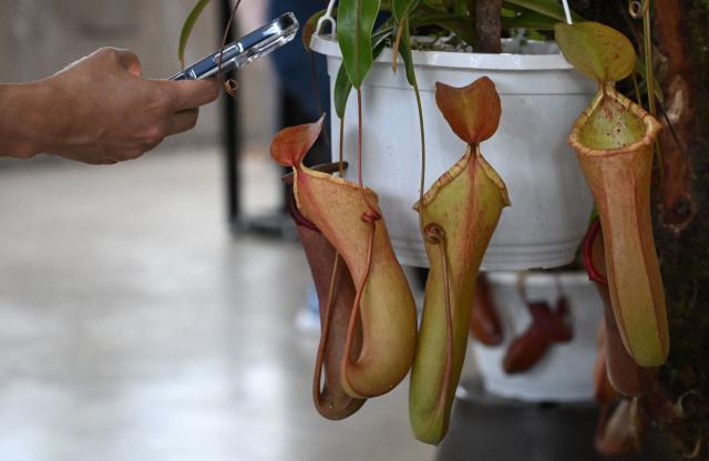 A visitor takes a picture of a carnivorous plant of the genus Nepenthes during the 7th Carnivorous Plant Exhibition at the Bogota Botanical Garden in Bogota on October 1, 2026. (Photo by Raul ARBOLEDA / AFP)