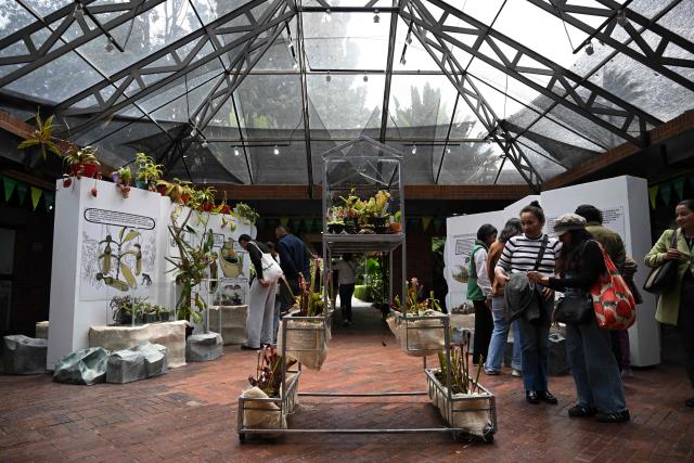 Visitors observe carnivorous plants during the 7th Carnivorous Plant Exhibition at the Bogota Botanical Garden in Bogota on October 1, 2026. (Photo by Raul ARBOLEDA / AFP)
