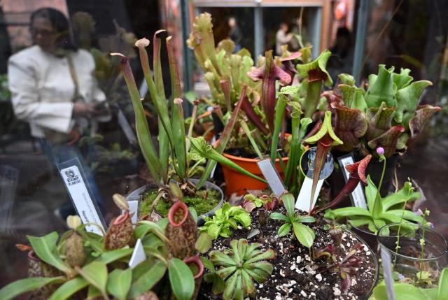 Carnivorous plants are displayed during the 7th Carnivorous Plant Exhibition at the Bogota Botanical Garden in Bogota on October 1, 2026. (Photo by Raul ARBOLEDA / AFP)