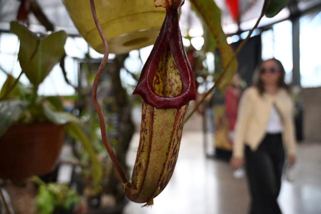 A carnivorous plant of the genus Nepenthes is displayed during the 7th Carnivorous Plant Exhibition at the Bogota Botanical Garden in Bogota on October 1, 2026. (Photo by Raul ARBOLEDA / AFP)