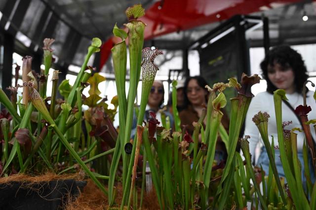 Visitors observe carnivorous plants during the 7th Carnivorous Plant Exhibition at the Bogota Botanical Garden in Bogota on October 1, 2026. (Photo by Raul ARBOLEDA / AFP)