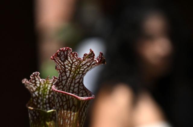 A carnivorous plant of the genus Sarracenia is displayed during the 7th Carnivorous Plant Exhibition at the Bogota Botanical Garden in Bogota on October 1, 2026. (Photo by Raul ARBOLEDA / AFP)
