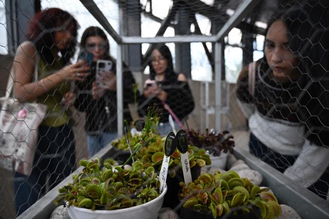 Visitors observe carnivorous plants during the 7th Carnivorous Plant Exhibition at the Bogota Botanical Garden in Bogota on October 1, 2026. (Photo by Raul ARBOLEDA / AFP)