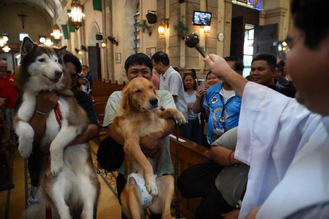 A Catholic priest blesses pets with holy water during the feast of St. Francis of Assissi, the patron saint of animals and ecology, at a church in Manila on October 4, 2026. (Photo by Ted ALJIBE / AFP)