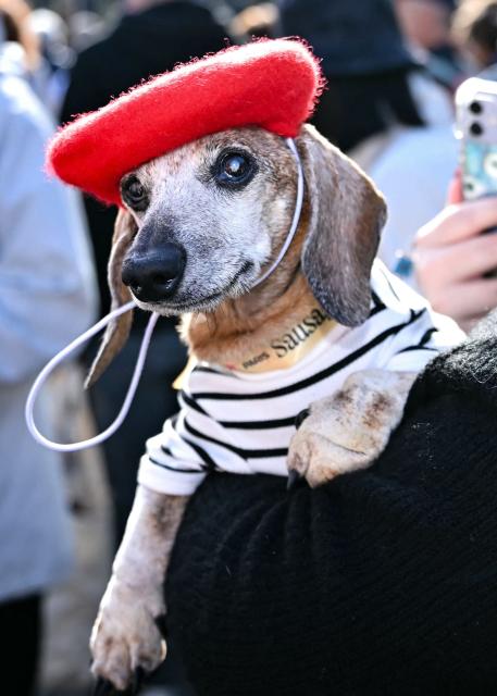 A woman holds a dog during the Paris Sausage Walk in Paris on October 4, 2026. (Photo by Lou BENOIST / AFP)