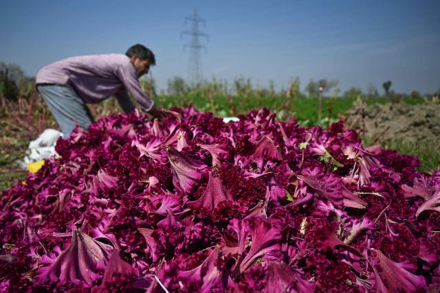 A Kashmiri farmer harvests cockscomb flowers on the outskirts of Srinagar on October 5, 2026. (Photo by Tauseef MUSTAFA / AFP)