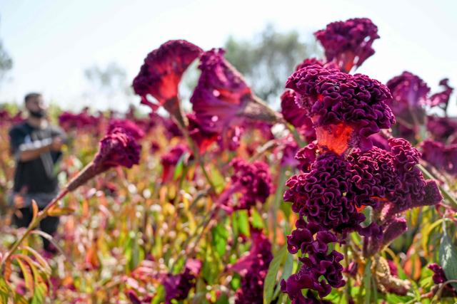 A Kashmiri farmer harvests cockscomb flowers on the outskirts of Srinagar on October 5, 2026. (Photo by Tauseef MUSTAFA / AFP)