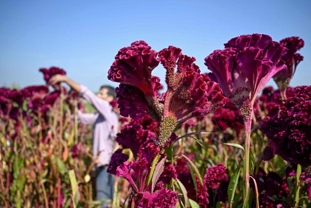 A Kashmiri farmer harvests cockscomb flowers on the outskirts of Srinagar on October 5, 2026. (Photo by Tauseef MUSTAFA / AFP)