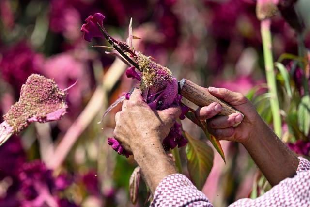 A Kashmiri farmer harvests cockscomb flowers on the outskirts of Srinagar on October 5, 2026. (Photo by Tauseef MUSTAFA / AFP)