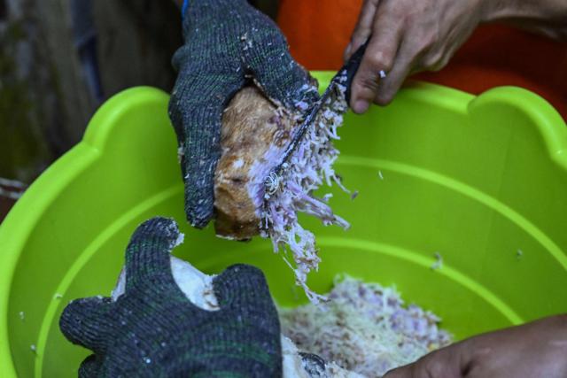 This photo taken on October 1, 2026 shows workers grating purple yam to make ube halaya (purple yam jam) at a shop in Manila. The Philippine ube has become a trend-setting sensation from Los Angeles to London to Seoul, with the humble yam's bright purple hue drawing lines outside coffee shops and bakeries and millions of views on social media. But keeping pace with the international boom has proven tricky for the archipelago nation's overwhelmingly smallholder farmers, with yields declining and some unable to commit to the plant's nine-month growing time. (Photo by Jam STA ROSA / AFP) / To go with AFP story Philippines-lifestyle-food-drink-ube, FOCUS by Cecil Morella and Atish Patel