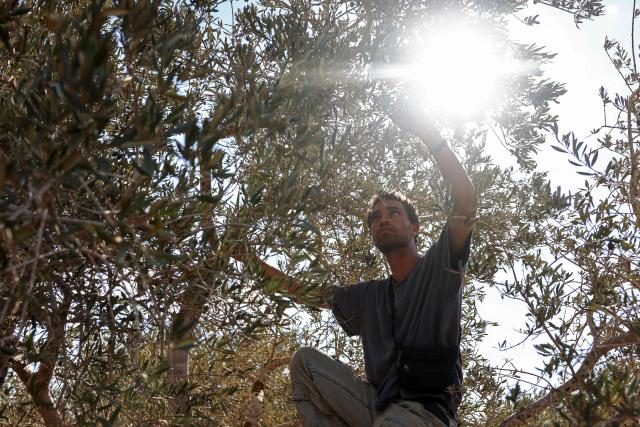 A foreign activist picks olives during the harvest season in the Palestinian-owned olive groves in the village of Rantes near Ramallah, in the Israeli-occupied West Bank, October 6, 2026. October is the traditional start of the harvest for Palestinians, many of whom regard olive trees as a cultural symbol. This year's season comes as violence soars, including near-daily attacks or thefts by settlers, who enjoy political support from Prime Minister Benjamin Netanyahu's right-wing government ahead of October 27 elections. (Photo by Zain JAAFAR / AFP)