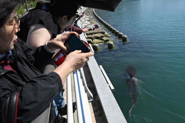 Visitors watch a 3.5-metre shark trapped in an artificial waterway in the southeastern port city of Busan on October 7, 2026. A wayward shark has become an unlikely celebrity in South Korea, drawing an estimated one million people to a waterfront park in Busan after it was spotted swimming in its waterway. The predator -- believed to be a bull shark -- popped up last month and several attempts by coast guard boats to guide it back to the sea have failed. (Photo by Jung Yeon-je / AFP)