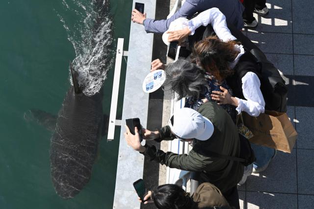 Visitors watch a 3.5-metre shark trapped in an artificial waterway in the southeastern port city of Busan on October 7, 2026. A wayward shark has become an unlikely celebrity in South Korea, drawing an estimated one million people to a waterfront park in Busan after it was spotted swimming in its waterway. The predator -- believed to be a bull shark -- popped up last month and several attempts by coast guard boats to guide it back to the sea have failed. (Photo by Jung Yeon-je / AFP)