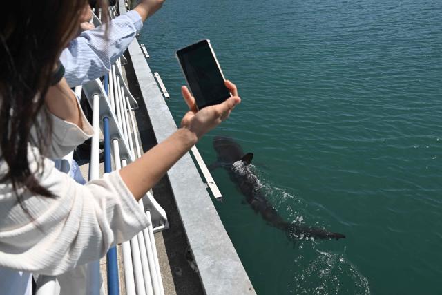 Visitors watch a 3.5-metre shark trapped in an artificial waterway in the southeastern port city of Busan on October 7, 2026. A wayward shark has become an unlikely celebrity in South Korea, drawing an estimated one million people to a waterfront park in Busan after it was spotted swimming in its waterway. The predator -- believed to be a bull shark -- popped up last month and several attempts by coast guard boats to guide it back to the sea have failed. (Photo by Jung Yeon-je / AFP)