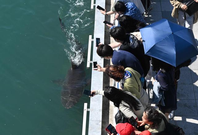 Visitors watch a 3.5-metre shark trapped in an artificial waterway in the southeastern port city of Busan on October 7, 2026. A wayward shark has become an unlikely celebrity in South Korea, drawing an estimated one million people to a waterfront park in Busan after it was spotted swimming in its waterway. The predator -- believed to be a bull shark -- popped up last month and several attempts by coast guard boats to guide it back to the sea have failed. (Photo by Jung Yeon-je / AFP)
