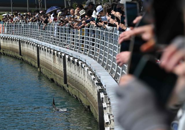 Visitors watch a 3.5-metre shark trapped in an artificial waterway in the southeastern port city of Busan on October 7, 2026. A wayward shark has become an unlikely celebrity in South Korea, drawing an estimated one million people to a waterfront park in Busan after it was spotted swimming in its waterway. The predator -- believed to be a bull shark -- popped up last month and several attempts by coast guard boats to guide it back to the sea have failed. (Photo by Jung Yeon-je / AFP)