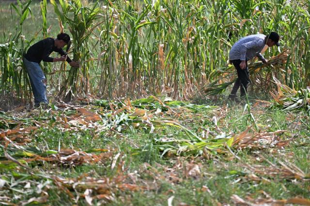 (FILES) Farmers cut a corn crop ruined by a lack of rainfall in Tecoluca, San Vicente department, El Salvador, on August 26, 2026. El Salvador is preparing for the risk that an El Nino-linked drought could affect food production and supplies, after Congress on October 7, 2026 approved a six-month national emergency plan, lawmakers announced. (Photo by Marvin RECINOS / AFP)
