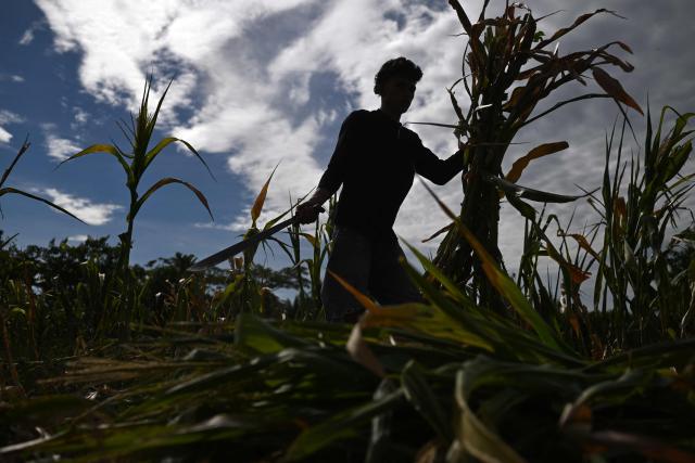 (FILES) A farmer cuts a drought-damaged corn crop in Tecoluca, San Vicente department, El Salvador, on August 26, 2026. El Salvador is preparing for the risk that an El Nino-linked drought could affect food production and supplies, after Congress on October 7, 2026 approved a six-month national emergency plan, lawmakers announced. (Photo by Marvin RECINOS / AFP)