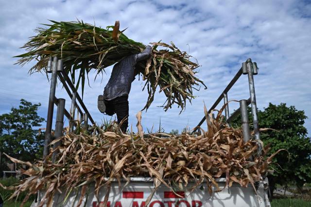 (FILES) A farmer loads dried leaves and other crop residue from a completely drought-damaged cornfield onto a truck in Tecoluca, San Vicente department, El Salvador, on August 26, 2026. El Salvador is preparing for the risk that an El Nino-linked drought could affect food production and supplies, after Congress on October 7, 2026 approved a six-month national emergency plan, lawmakers announced. (Photo by Marvin RECINOS / AFP)