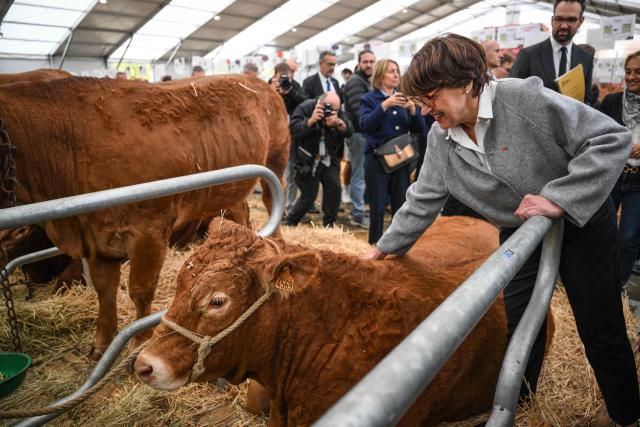 France's Agriculture Minister Annie Genevard (R) tocuhes a cow during her visit to the Livestock Summit (Sommet de l'elevage) in Cournon-d'Auvergne on October 8, 2026. (Photo by OLIVIER CHASSIGNOLE / AFP)