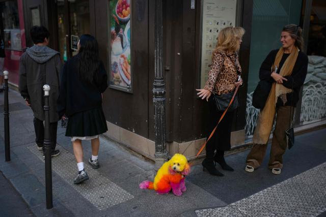 A pair of pedestrian talk with a dog whose coat has been dyed using multiple colours on a street corner in central Paris on October 8, 2026. (Photo by Dimitar DILKOFF / AFP)