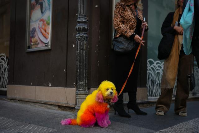 TOPSHOT - A pedestrian leashes a dog whose coat has been dyed using multiple colours on a street corner in central Paris on October 8, 2026. (Photo by Dimitar DILKOFF / AFP)