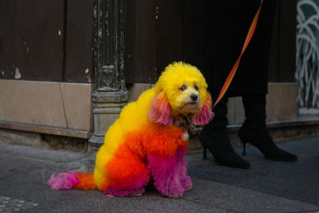 A pedestrian leashes a dog whose coat has been dyed using multiple colours on a street corner in central Paris on October 8, 2026. (Photo by Dimitar DILKOFF / AFP)