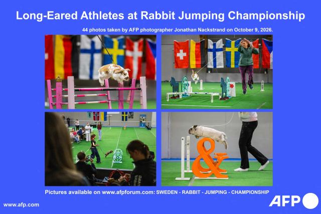 AFP presents a reportage of 44 photos taken on October 9, 2026 by photographer Jonathan Nackstrand of rabbits and their handlers competing in the European Rabbit Jumping Championship in Lysekil, Sweden. The three-day championship, running from October 9 to 11, features several disciplines, including straight-course jumping and high jump.

Search for all these reportage images using: SWEDEN - RABBIT - JUMPING - CHAMPIONSHIP. Search "REPORTAGE" to source all feature, magazine and visual stories. (Photo by Jonathan NACKSTRAND / AFP)