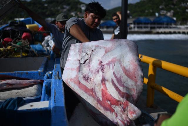 A fisherman offers a stingray for sale along the waterfront at the port of La Libertad, El Salvador, on October 9, 2026, amid commercial activity along the coast. (Photo by Marvin RECINOS / AFP)