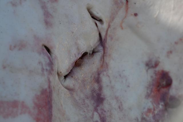 This close-up shows a stingray caught by fishermen and offered for sale at the port of La Libertad, El Salvador, on October 9, 2026. (Photo by Marvin RECINOS / AFP)