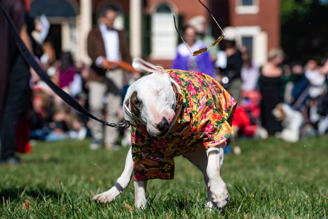 A costumed dog shakes off sunglasses while participating in the "Howl-o-ween Pet Parade" in Salem, Massachusetts on October 10, 2026. (Photo by JOSEPH PREZIOSO / AFP)