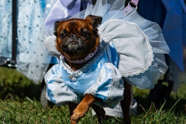 A costumed dog participates in the "Howl-o-ween Pet Parade" in Salem, Massachusetts on October 10, 2026. (Photo by JOSEPH PREZIOSO / AFP)
