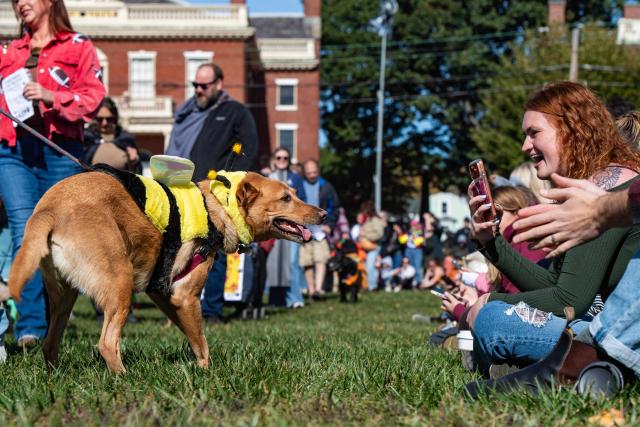 A dog dressed as a bumble bee is seen during the "Howl-o-ween Pet Parade" in Salem, Massachusetts on October 10, 2026. (Photo by JOSEPH PREZIOSO / AFP)