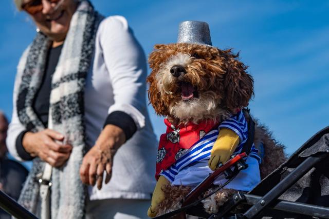 Revelers and their costumed dogs participate in the "Howl-o-ween Pet Parade" in Salem, Massachusetts on October 10, 2026. (Photo by JOSEPH PREZIOSO / AFP)