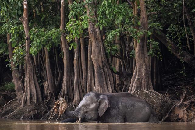 (FILES) This photo taken on August 25, 2026, shows a wild male Bornean elephant crossing the Kinabatangan River with a plastic bag wrapped around its trunk in Sukau, a small village near Sandakan in Sabah state on the island of Borneo. The 17th UN Biodiversity Conference (COP17) will be held in Yerevan from October 18 to 20, 2026 bringing together governements, scientists and envrionmental stakeholders. (Photo by Mohd Rasfan / AFP)