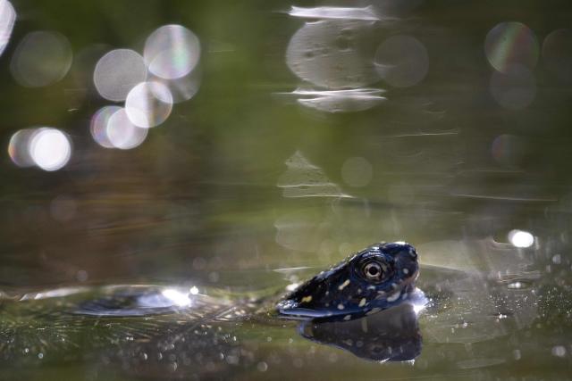 (FILES) A cistude turtle swims in a pond after being released by members of France's Mulhouse zoo near the Rhine River in Neuburg am Rhein, western Germany, on October 8, 2025. The 17th UN Biodiversity Conference (COP17) will be held in Yerevan from October 18 to 20, 2026 bringing together governements, scientists and envrionmental stakeholders. (Photo by SEBASTIEN BOZON / AFP)