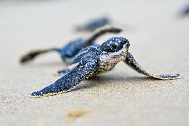 (FILES) A leatherback sea turtle hatchling heads towards the sea after its release at Lhoknga beach, Indonesia's Aceh province on February 25, 2025. The 17th UN Biodiversity Conference (COP17) will be held in Yerevan from October 18 to 30, 2026 bringing together governements, scientists and environmental stakeholders. (Photo by CHAIDEER MAHYUDDIN / AFP)