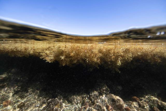 (FILES) This underwater photograph taken on April 16, 2023, shows a belt of Sargassum seaweed drifting near the shore in Petit Canal on France's Caribbean island of Guadeloupe. The 17th UN Biodiversity Conference (COP17) will be held in Yerevan from October 18 to 30, 2026 bringing together governements, scientists and environmental stakeholders. (Photo by Olivier MORIN / AFP)