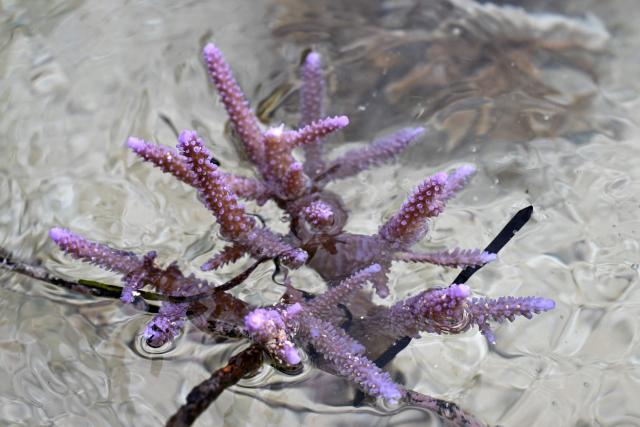 This picture taken on October 5, 2026, shows healthy coral growing in the waters of the Naidiri Marine Biodiversity Park, a marine protected area located about 52 kilometres from Nadi. Climate change is threatening the livelihoods of coastal communities in Fiji, with coral bleaching and habitat loss contributing to dwindling fish stocks. (Photo by Saeed KHAN / AFP)