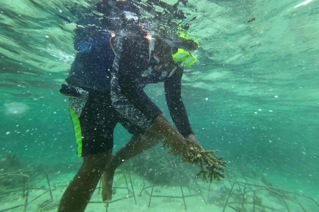 This picture taken on October 5, 2026, shows a villager collecting healthy coral to plant within the Naidiri Marine Biodiversity Park, a marine protected area about 52 kilometres from the Fijian city of Nadi. Climate change is threatening the livelihoods of coastal communities in Fiji, with coral bleaching and habitat loss contributing to dwindling fish stocks. (Photo by Saeed KHAN / AFP)